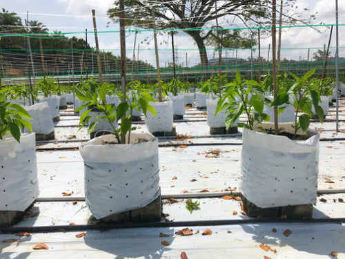 The Benefits of Woven Polypropylene Bags